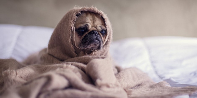 recogida de animales abandonados