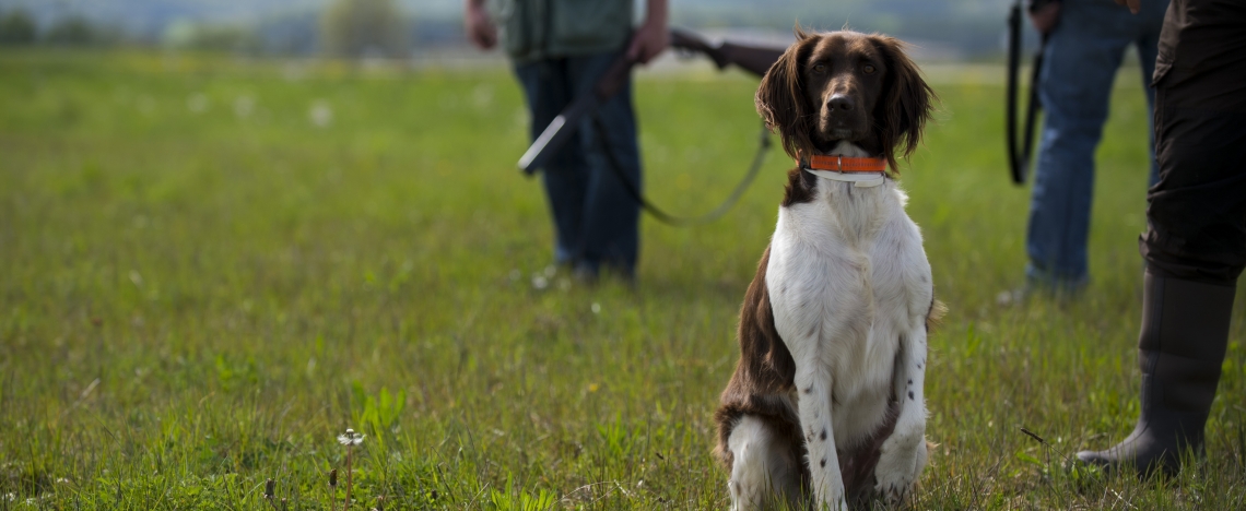 La acusación solicita 40 años de cárcel para un cazador por presunto maltrato a 55 perros